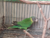 Plum headed Parakeet ( টিয়া পাখি)